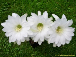 Echinopsis Hybride 029